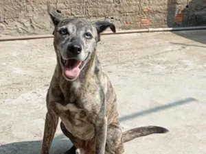 Cachorro raça SRD-ViraLata idade 6 ou mais anos nome Maylon 