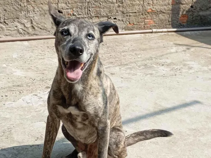 Cachorro ra a SRD-ViraLata idade 6 ou mais anos nome Maylon 