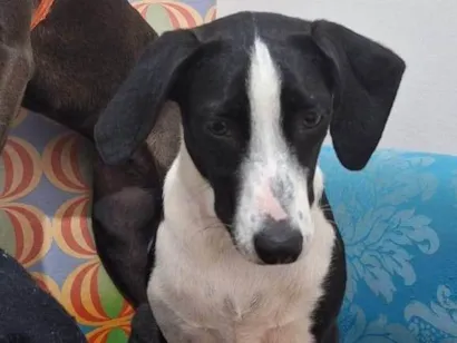 Cachorro raça SRD-ViraLata idade 2 anos nome Filó