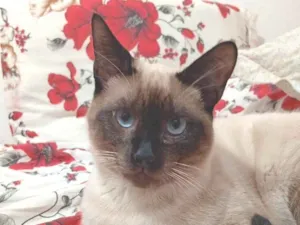 Gato raça Siamês idade 2 a 6 meses nome Joaquim 
