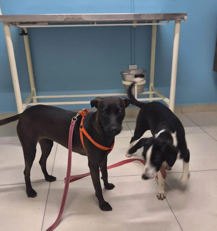 Cachorro ra a SRD-ViraLata idade 2 anos nome Manuela 
