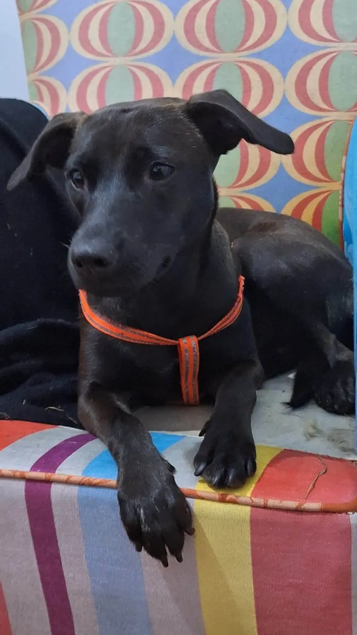 Cachorro ra a SRD-ViraLata idade 2 anos nome Manuela 