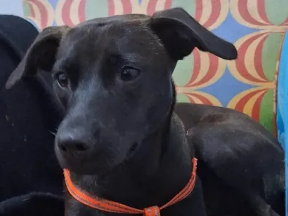 Cachorro raça SRD-ViraLata idade 2 anos nome Manuela 
