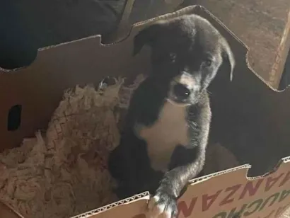 Cachorro raça SRD-ViraLata idade Abaixo de 2 meses nome Vira lata 