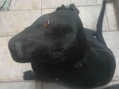 Cachorro raça SRD-ViraLata idade 1 ano nome Marley