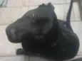 Marley