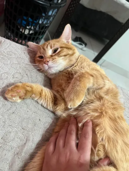 Gato raça SRD-ViraLata idade 1 ano nome Bartolomeu