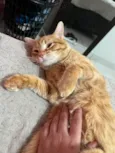 Bartolomeu