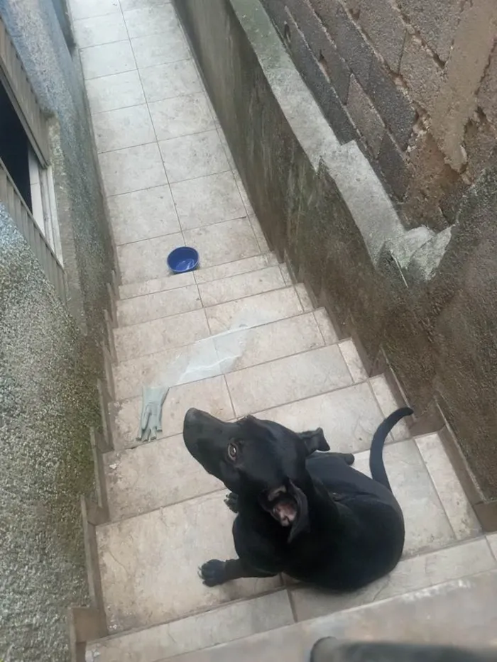 Cachorro ra a SRD-ViraLata idade 1 ano nome Marley