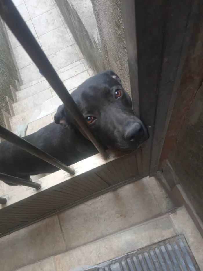 Cachorro ra a SRD-ViraLata idade 1 ano nome Marley
