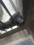 Marley