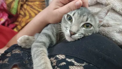 Gato raça SRD-ViraLata idade 2 anos nome Mia