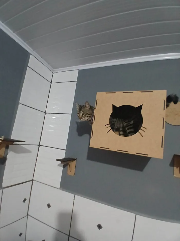 Gato ra a SRD-ViraLata idade 7 a 11 meses nome Gato rajado