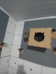Gato rajado