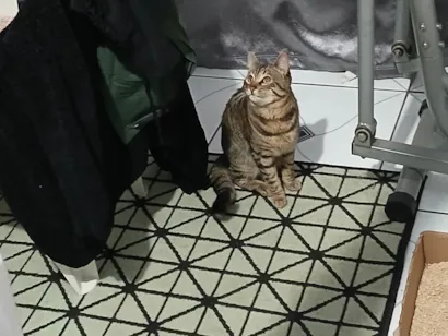 Gato raça SRD-ViraLata idade 7 a 11 meses nome Gato rajado
