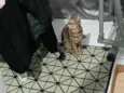 Gato rajado