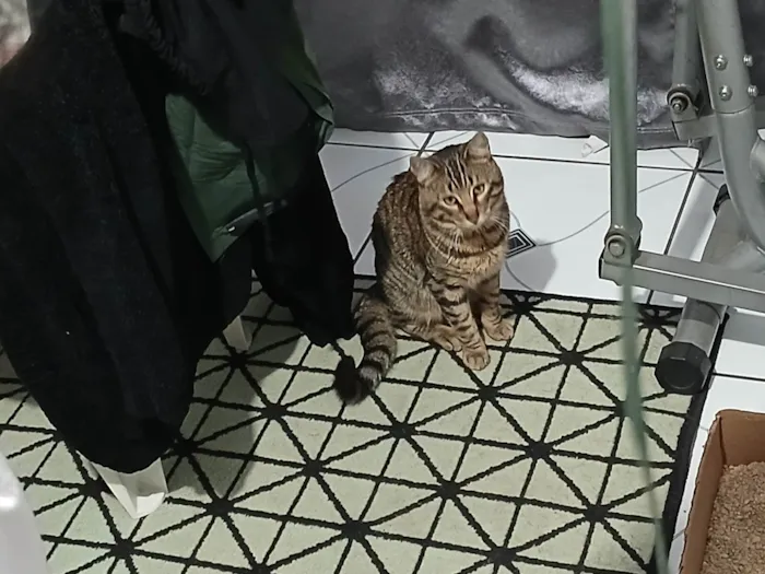 Gato ra a SRD-ViraLata idade 7 a 11 meses nome Gato rajado