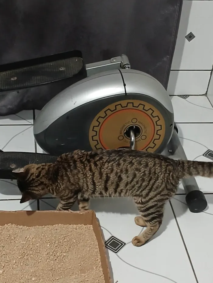 Gato ra a SRD-ViraLata idade 7 a 11 meses nome Gato rajado