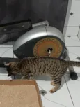 Gato rajado