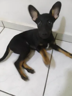 Cachorro raça SRD-ViraLata idade 2 a 6 meses nome Buncky