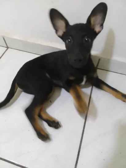 Cachorro raça SRD-ViraLata idade 2 a 6 meses nome Buncky