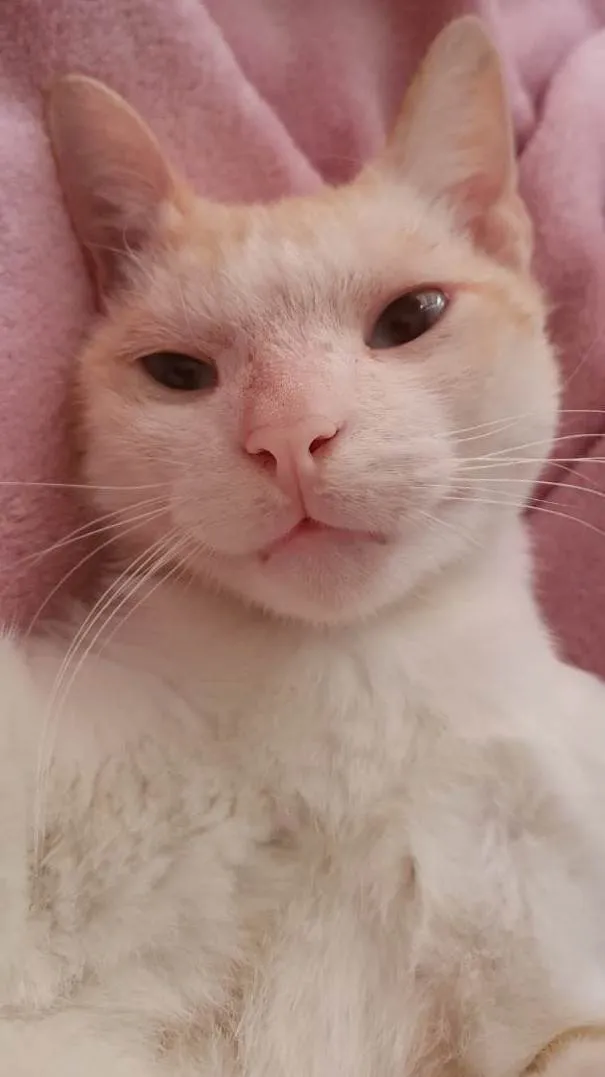 Gato ra a SRD-ViraLata idade 2 anos nome Branquim