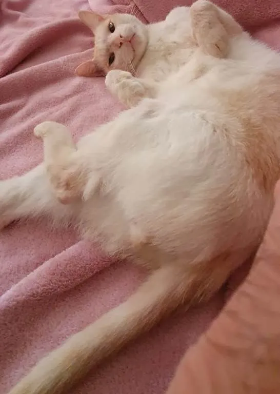 Gato ra a SRD-ViraLata idade 2 anos nome Branquim