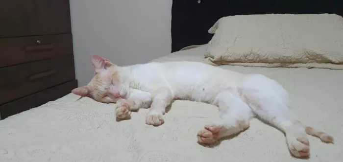 Gato ra a SRD-ViraLata idade 2 anos nome Branquim