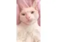 Branquim