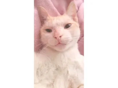Gato raça SRD-ViraLata idade 2 anos nome Branquim