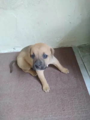 Cachorro raça SRD-ViraLata idade Abaixo de 2 meses nome Sem nome _ Fêmea