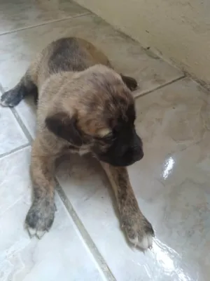Cachorro raça SRD-ViraLata idade Abaixo de 2 meses nome Sem nome _ Fêmea 2