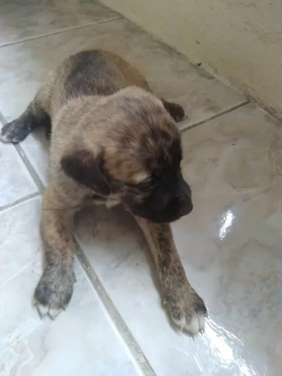 Cachorro raça SRD-ViraLata idade Abaixo de 2 meses nome Sem nome _ Fêmea 2