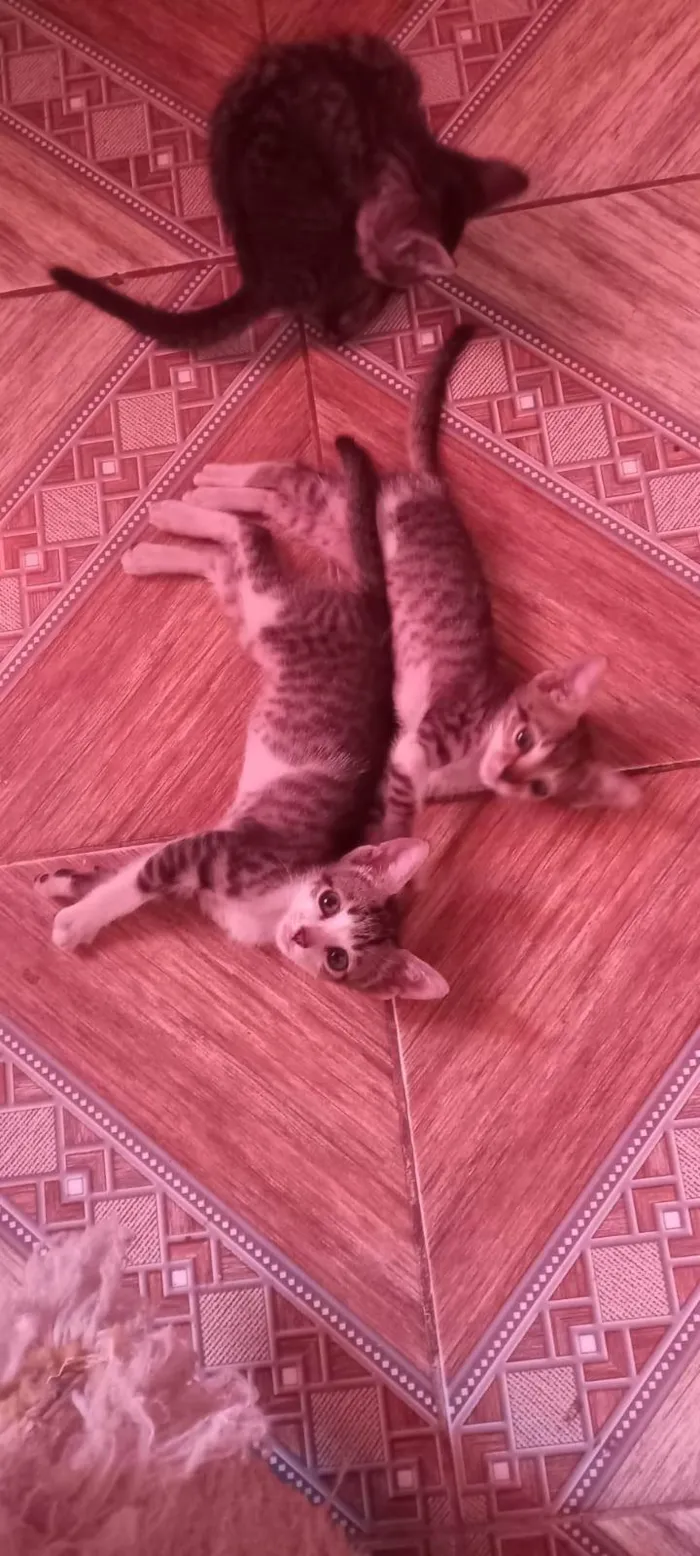Gato ra a SRD-ViraLata idade 2 a 6 meses nome Gatinhos filhotes ????
