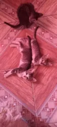 Gatinhos filhotes ????