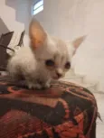 Gatinhos filhotes ????