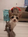 Gatinhos filhotes ????