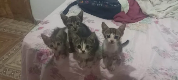 Gato ra a SRD-ViraLata idade 2 a 6 meses nome Gatinhos filhotes ????