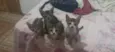 Gatinhos filhotes ????
