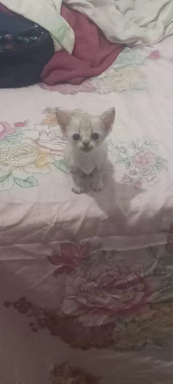 Gato ra a SRD-ViraLata idade 2 a 6 meses nome Gatinhos filhotes ????