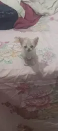 Gatinhos filhotes ????