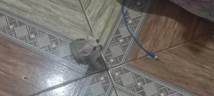 Gato ra a SRD-ViraLata idade 2 a 6 meses nome Gatinhos filhotes ????