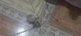 Gatinhos filhotes ????