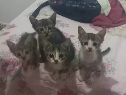 Gato raça SRD-ViraLata idade 2 a 6 meses nome Gatinhos filhotes ????