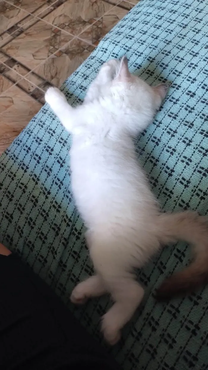 Gato ra a SRD-ViraLata idade 2 a 6 meses nome Bolota 