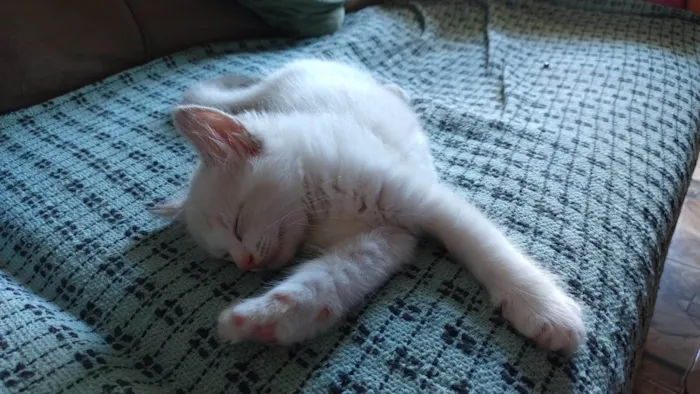 Gato ra a SRD-ViraLata idade 2 a 6 meses nome Bolota 