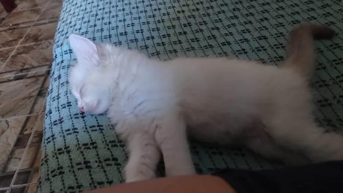 Gato ra a SRD-ViraLata idade 2 a 6 meses nome Bolota 