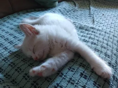 Gato raça SRD-ViraLata idade 2 a 6 meses nome Bolota 