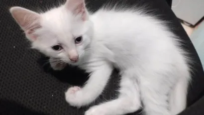 Gato raça SRD-ViraLata idade 2 a 6 meses nome Floquinho 