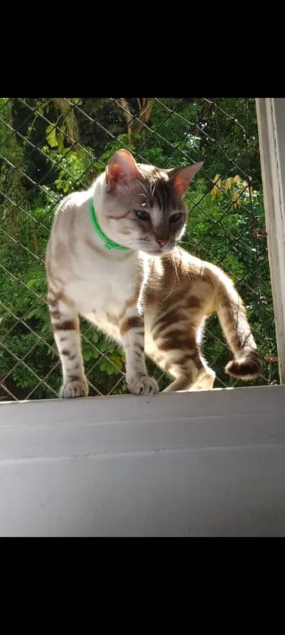 Gato raça SRD-ViraLata idade 5 anos nome Hanuman 